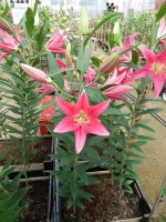 [5391 Viviana 2N VZ No01.JPG]